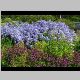 Culzean Castle Campanula lactiflora.JPG